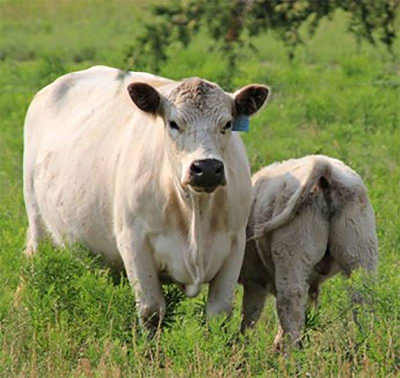 galloway cattle