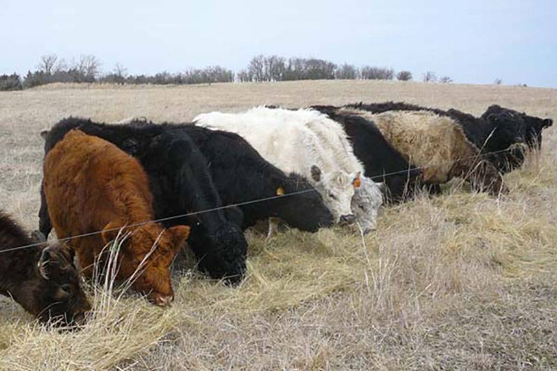 galloway cattle